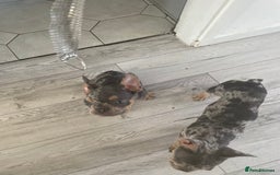 French Bulldog dogs for sale: Kc registered 12 week old French. Bulldogs  - Image 6