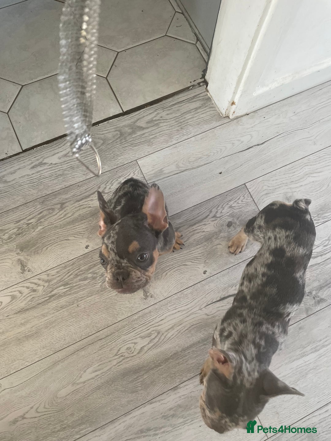 French Bulldog dogs for sale: Kc registered 12 week old French. Bulldogs  - Image 6