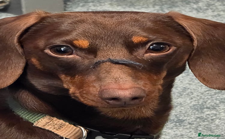 Dachshund dogs - Advert 2