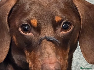 Dachshund dogs - Advert 11