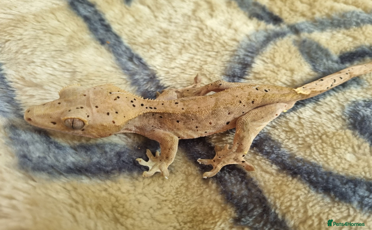 Leopard Gecko reptiles - Advert 1