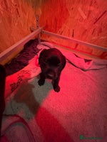 Labrador Retriever dogs Beautiful kc black labrador boy - Advert 2