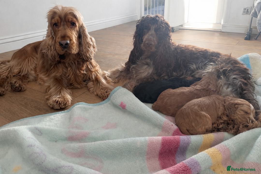 Cocker Spaniel dogs for sale: Beautiful golden girl  - Advert 2