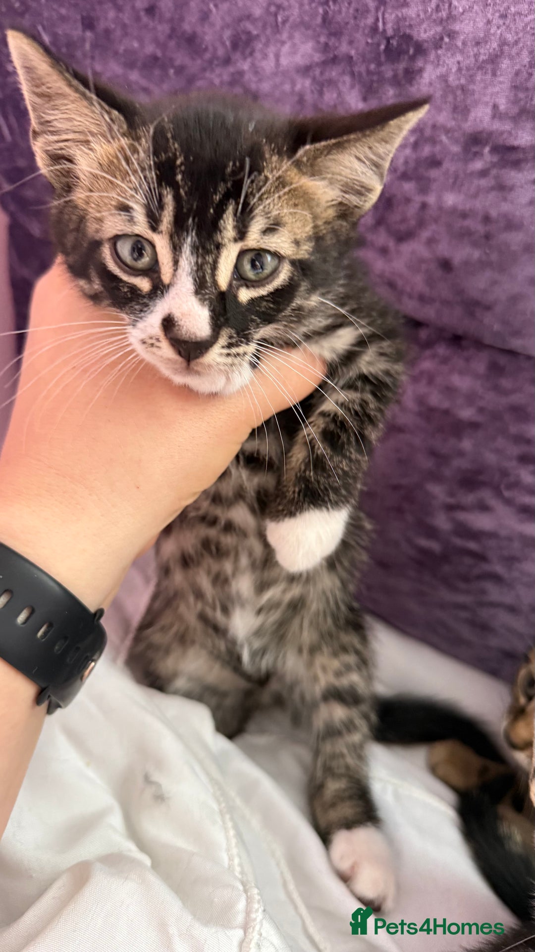 Mixed Breed cats for sale: Mixed bengal kittens - Advert 14