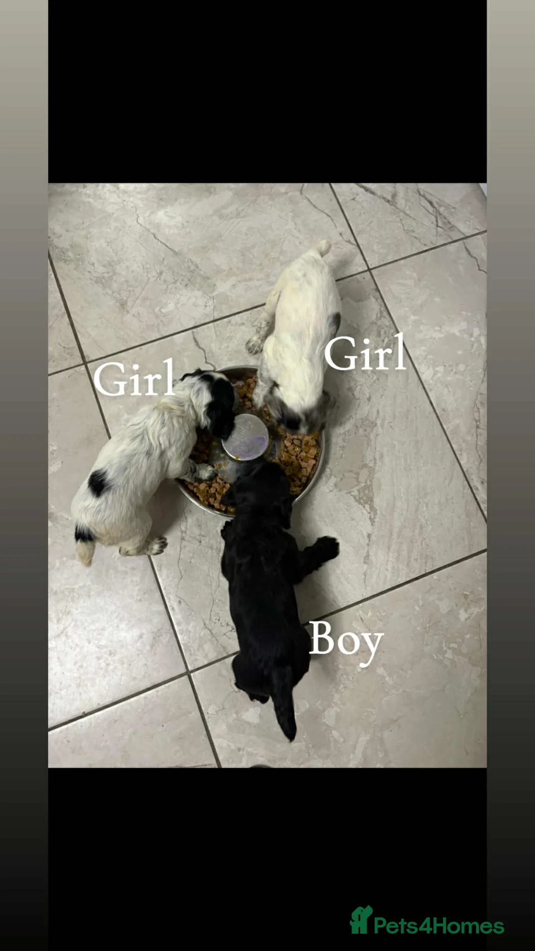 Sprocker dogs for sale: 7 Sprocker spaniels - Advert 20