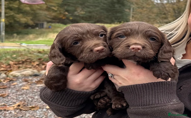 Sprocker dogs - Advert 1