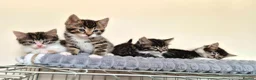 Mixed Breed cats for sale: Adorable Kittens for sale - Advert 1