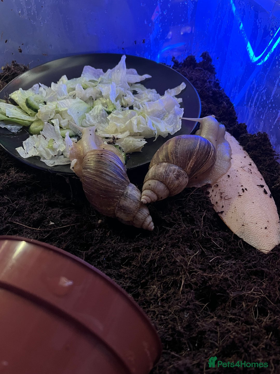 Snails invertebrates for sale: Two African Land Snails for Rehoming - Advert 2