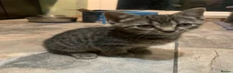 Mixed Breed cats for sale: Gorgeous Female kittens  - Advert 5