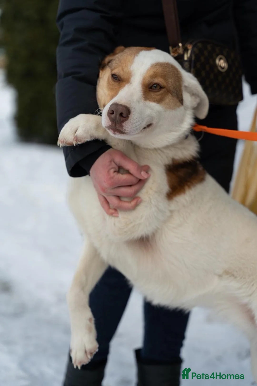Mixed Breed dogs for adoption: ❤️🐶 LILA – A CHEERFUL HEART ON FOUR PAWS 🐶❤️ in Burton-on-Trent - Advert 1