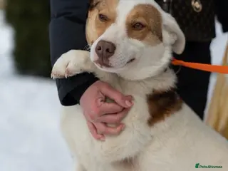 Mixed Breed dogs ❤️🐶 LILA – A CHEERFUL HEART ON FOUR PAWS 🐶❤️ - Advert 1