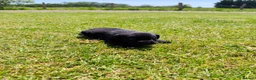 Labrador Retriever dogs for sale: 🐾 Beautiful Labrador Puppies – KC Registered 🐾 - Advert 24