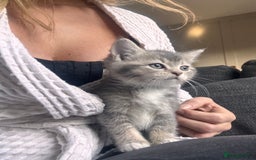 Scottish Fold cats for sale: Stunning Smokey Scottish fold/straight Girl.  - Image 2