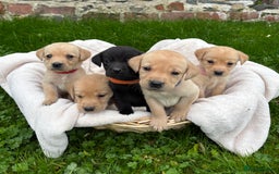 Labrador Retriever dogs for sale: Outstanding KC Registered Labrador Puppies - Image 4