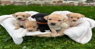 Labrador Retriever dogs - Advert 9