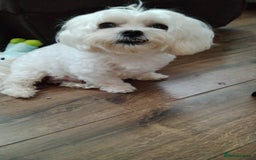 Maltipoo dogs for sale: Stunning Maltipoo Puppies - Image 2