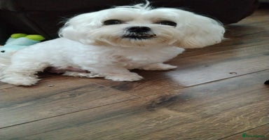 Maltipoo dogs - Advert 3