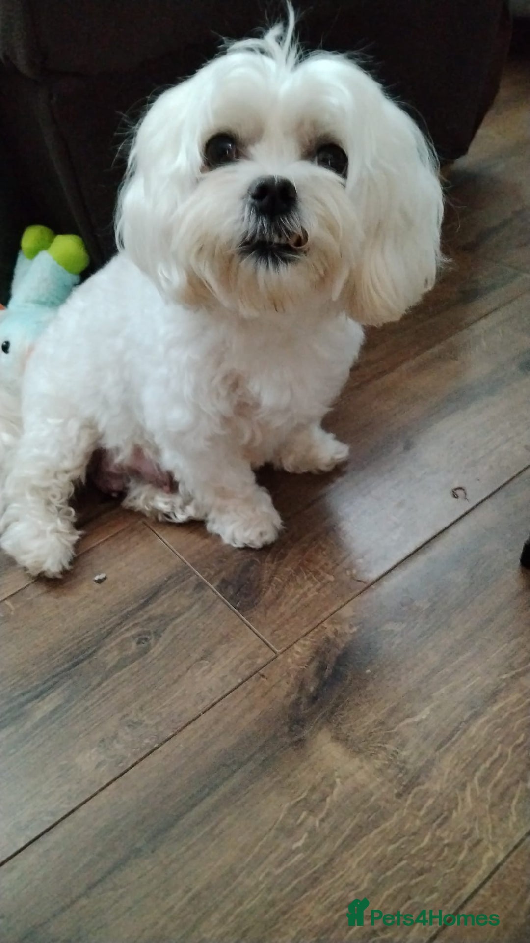 Maltipoo dogs for sale: Stunning Maltipoo Puppies - Image 2