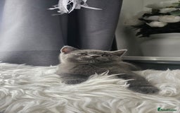 Scottish Fold cats for sale:  Beautiful Scottish Fold Kittens × 2 Males - Image 6