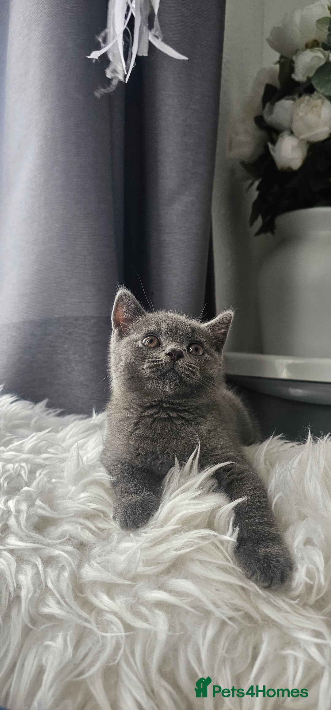 Scottish Fold cats for sale:  Beautiful Scottish Fold Kittens × 2 Males - Image 6