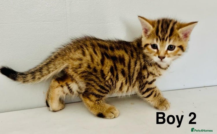 Bengal cats for sale - Advert 1