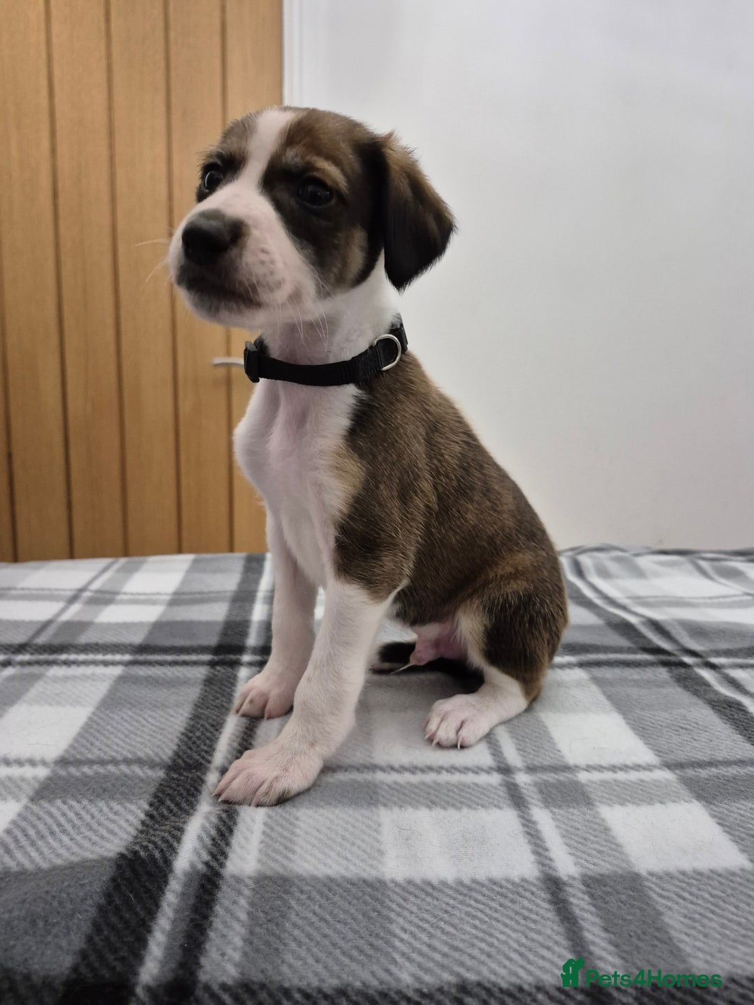 Lurcher dogs for sale: Beautiful litter of Lurcher pups - Advert 18