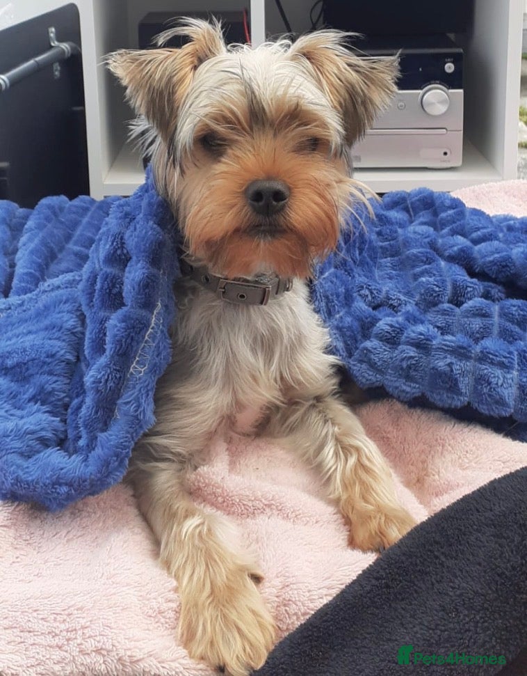 Yorkshire Terrier dogs Make Yorkshire Terrier  - Advert 1