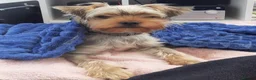 Yorkshire Terrier dogs for sale: Make Yorkshire Terrier  - Advert 1