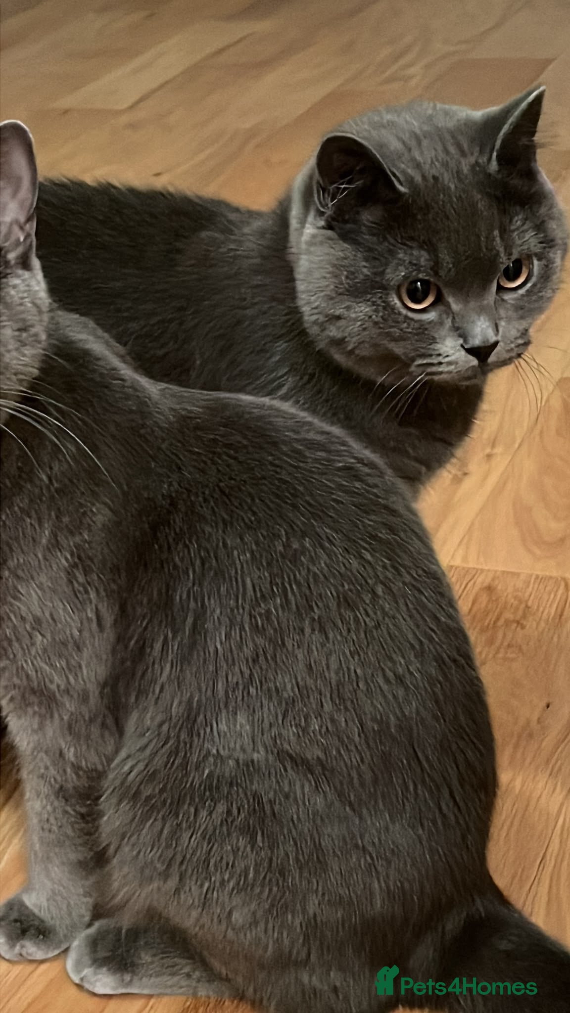 British Shorthair cats British shorthair - Advert 1