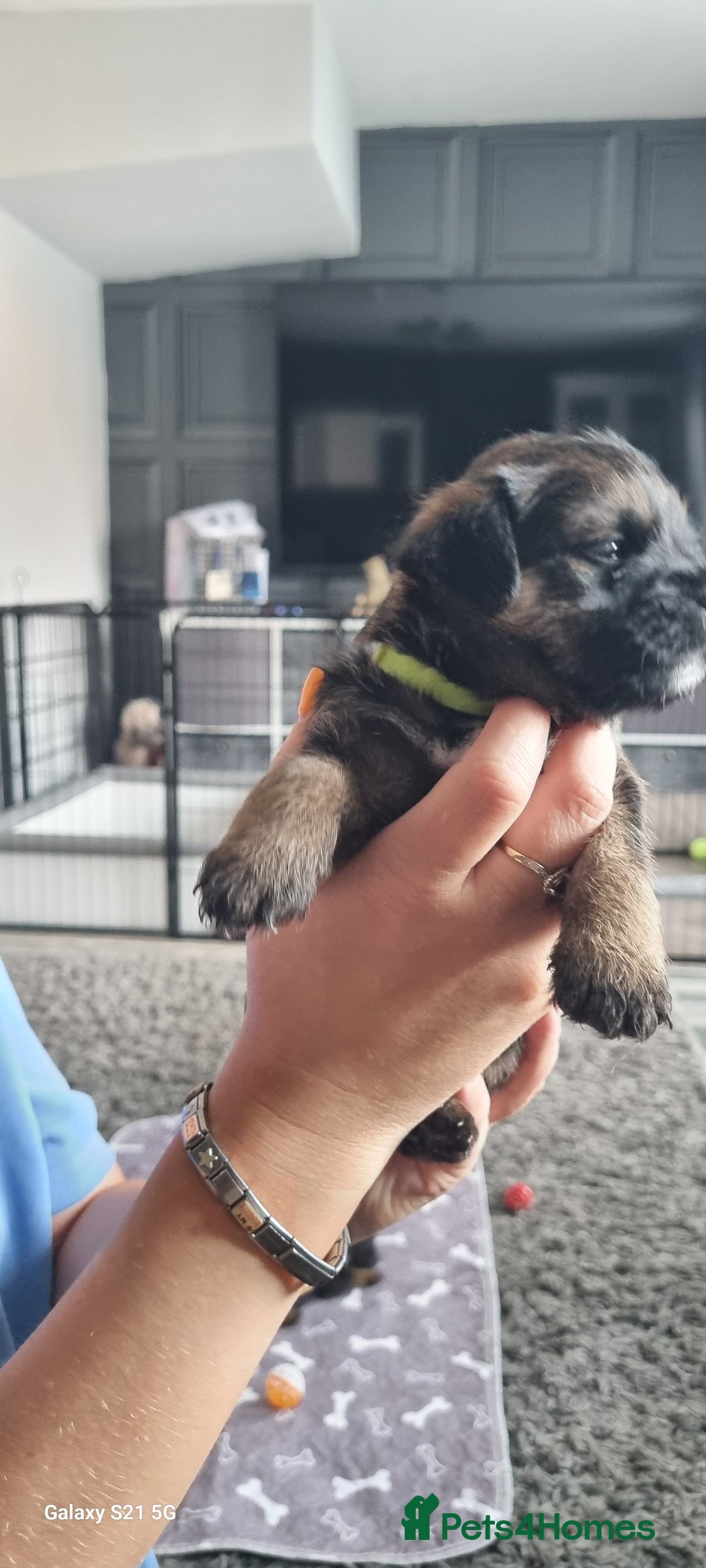 Border Terrier dogs for sale: Border Terrier Pups - Image 23