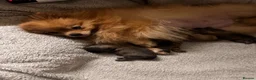 Pomeranian dogs for sale: KC Pomeranians tiny little bears 🐻 Ready Now  - Advert 11