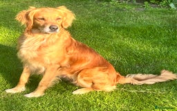 Golden Retriever dogs for sale: 1 bitch and 3 dogs currently available  - Image 5