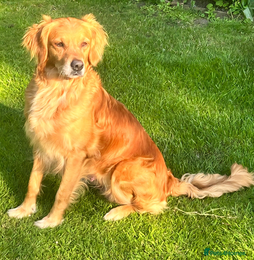 Golden Retriever dogs for sale: 1 bitch and 3 dogs currently available  - Image 5