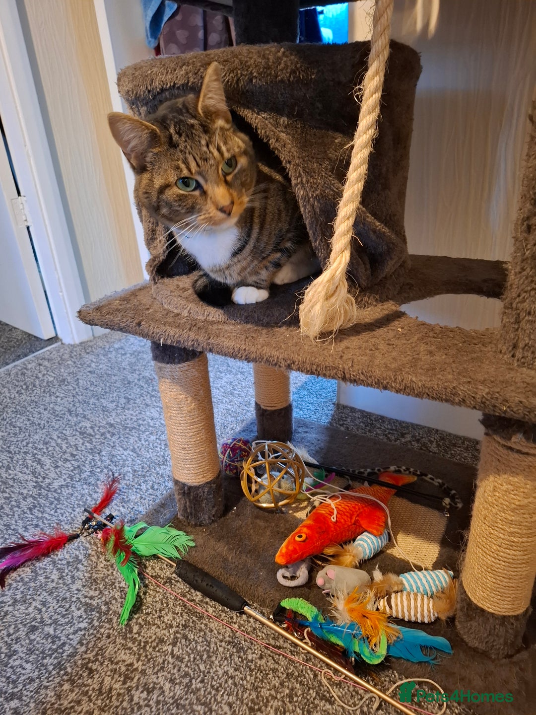 Domestic Shorthair cats for sale: Outside/farm cat - Advert 1