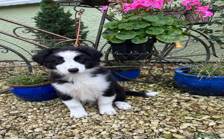Australian Shepherd dogs - Advert 2