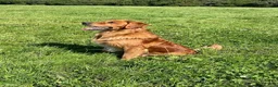 Golden Retriever dogs for sale: Waiting list open  - Advert 4