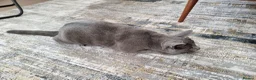 Russian Blue cats for sale: Two incredibly affectionate Russian Blue siblings  - Advert 2