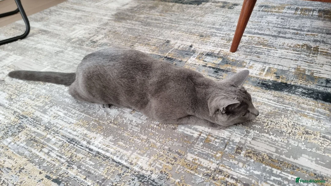 Russian Blue cats for sale: Two incredibly affectionate Russian Blue siblings  - Advert 2