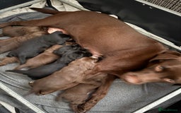 Cockerdor dogs for sale: Beautiful Cockerador Puppies  - Image 2