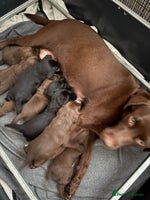 Cockerdor dogs - Advert 11