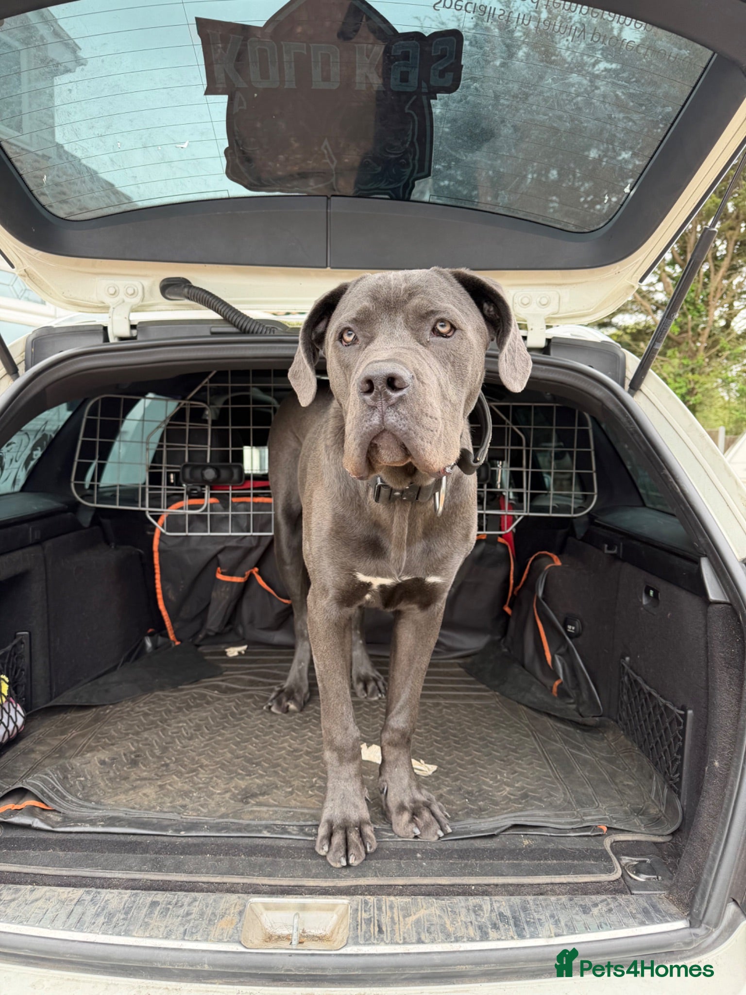 Cane Corso dogs Working Line Corso  - Advert 2