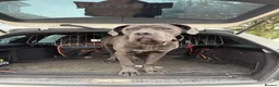 Cane Corso dogs for sale: Working Line Corso  - Advert 2