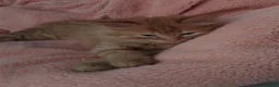 Mixed Breed cats for sale: female ginger kitten  in Basildon - Advert 1