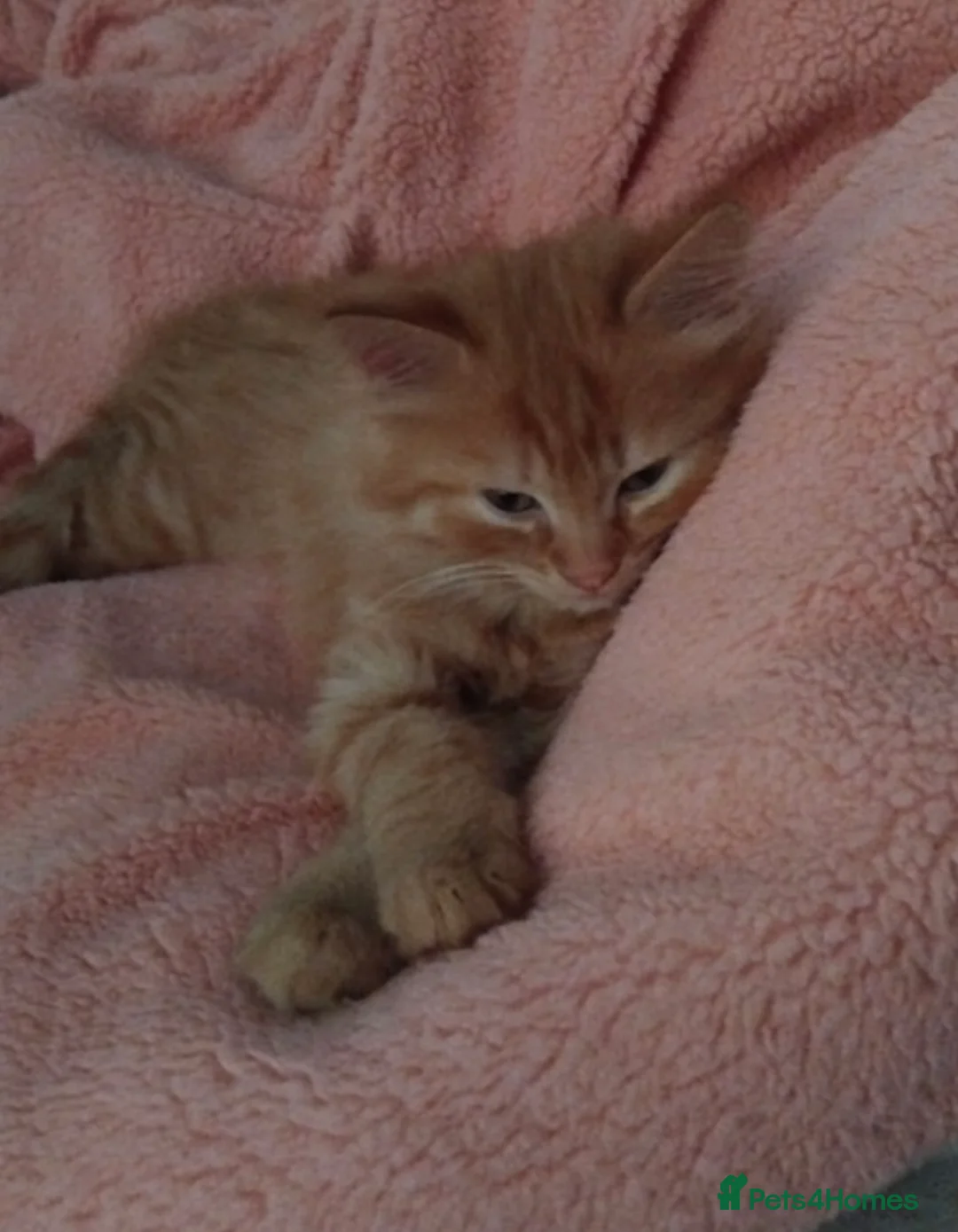 Mixed Breed cats for sale: female ginger kitten  in Basildon - Advert 1