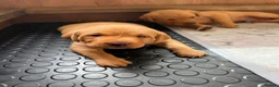 Labrador Retriever dogs for sale: Beautiful Red Fox Labrador Retriever Puppies - Advert 16