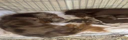 Miniature Dachshund dogs for sale: Miniature long hair dachshund Puppies  - Advert 9