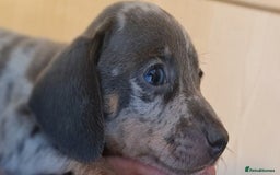 Miniature Dachshund dogs for sale: 💜Extra Dapple miniature Daschunds babys 💜 - Image 8