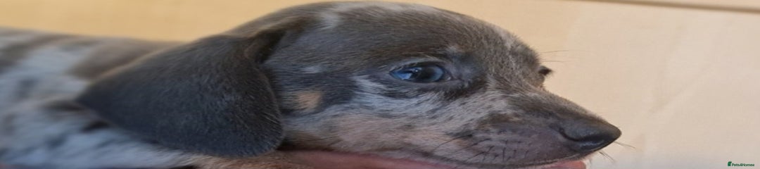 Miniature Dachshund Puppy 5