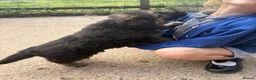 German Shepherd dogs for sale: Gorgeous  Home Bred German Shepherd Girls - Advert 8
