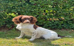 English Springer Spaniel dogs for sale: Lovely Well Bred KC English Springer Spaniels - Image 16